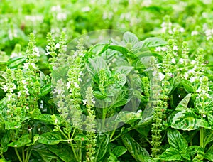 Albahaca 