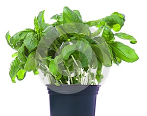 Basil