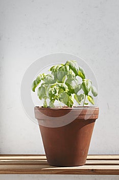 Basil