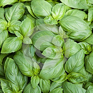 Basil photo