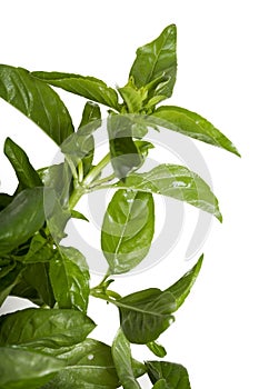 Basil