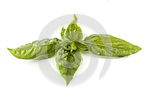 Basil