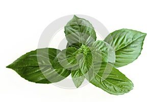 Basil