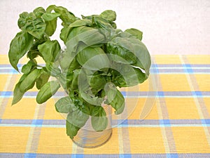 Basil