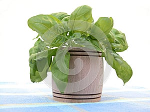 Basil