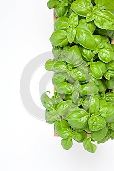 Basil