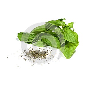 Basil