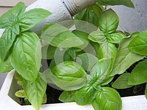 Basil photo