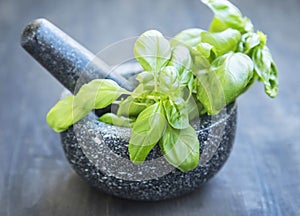 Basil Aromatic Herb in a Mortar with Pistil