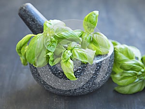 Basil Aromatic Herb in a Mortar with Pistil