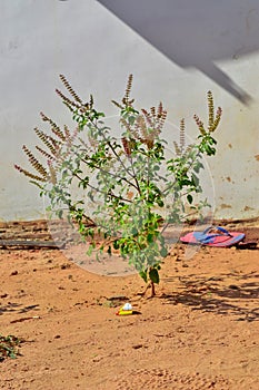 basil beautiful view,Basil plant/tree close ,Tulsi or Tulasi or Holy basil is a sacred plant,Ayurvedic Tulsi plant polens and