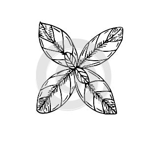 Basil branch with leaves, vector illustration, sketch