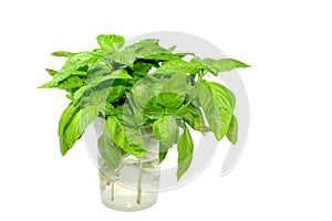 Basil Bunch
