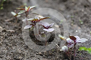 Basil bushes grow in the garden. Moist fertile black soil