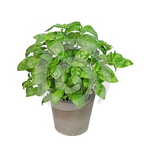 Basil in clay pot on white background