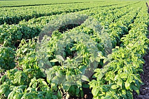 Basil cultivated field