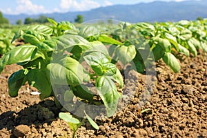 Basil cultivated field