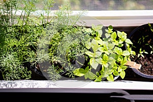 Basil and dill, fresh green herbs growing on windowsill, home garden