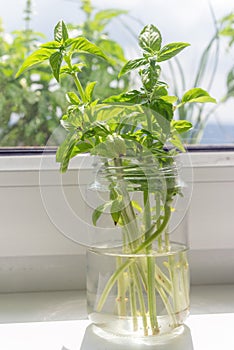 Basil edible herb plant rooting cutting propagation in water on window sill indoors photo