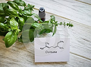 Basil essential oil with chemical formula of ocimene (a component of essential oil). Healthy lifestyle, spa concept.