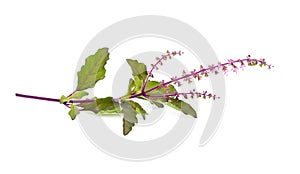 Basil flower isolated on white background