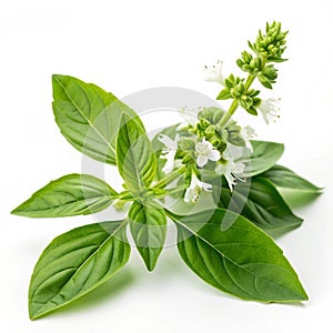 Basil flower isolated on white background