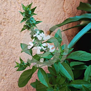 Basil with flower photo