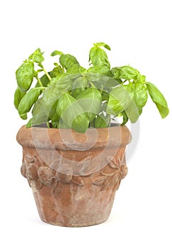 Basil in a flower pot