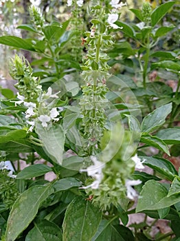 Basil flowers photo