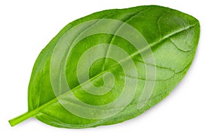 Basil. Fresh green basil leaves. Basil plant. Herbs and spice. Aromatic green leaves. Herbal for cooking salad with vegetables