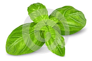 Basil. Fresh green basil leaves. Basil plant. Herbs and spice. Aromatic green leaves. Herbal for cooking salad with vegetables