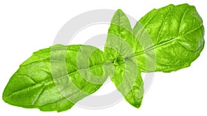 Basil. Fresh green basil leaves. Basil plant. Herbs and spice. Aromatic green leaves. Herbal for cooking salad with vegetables