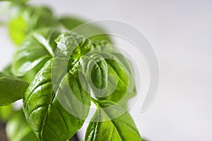 Basil. Fresh green leaves of organic basil close-up. Healthy eating.