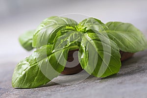 Basil. Fresh green leaves of organic basil close-up. Healthy eating.