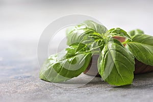 Basil. Fresh green leaves of organic basil close-up. Healthy eating.