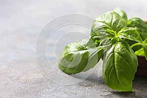 Basil. Fresh green leaves of organic basil close-up. Healthy eating.