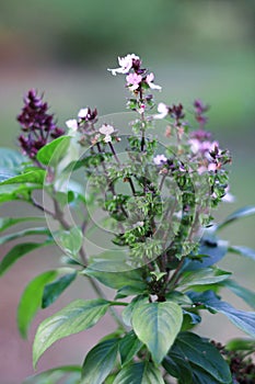Basil with fresh green leaves, purple and white flowers growing in the garden