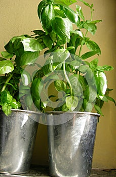 Basil fresh herbs in pots