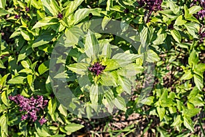 Basil garden