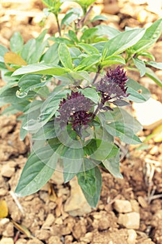 Basil in the garden