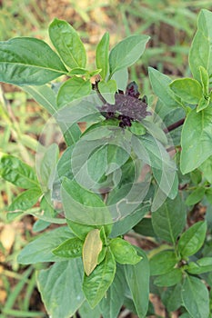 Basil in the garden