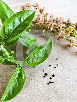 Basil green fresh leaves anda small black seeds