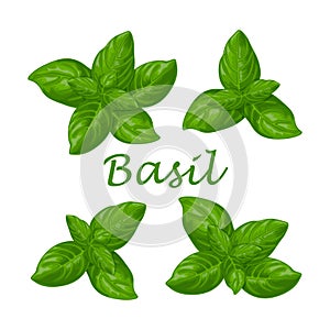 Basil. Green basil leaves. A fragrant plant for seasoning. Vector illustration isolated on a white background