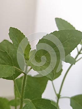 Basil green leaves Tulsi