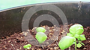 Basil growing in a pot