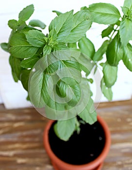 Basil grown in a pot