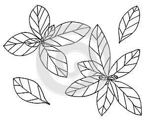 Basil hand drawn isolated on white background, set. Plant with leaves, spice for food. Vector illustration