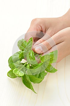 Basil, hands of young woman holding fresh herbs