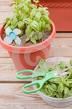 Basil harvest