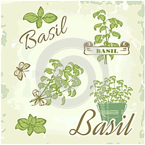 Basil, herb,